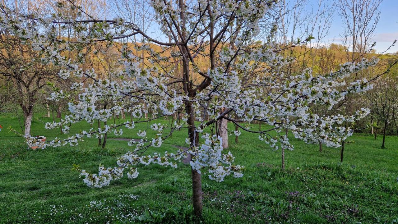 Iabalcea La Salasul Fermecat In Cheile Carasului מראה חיצוני תמונה